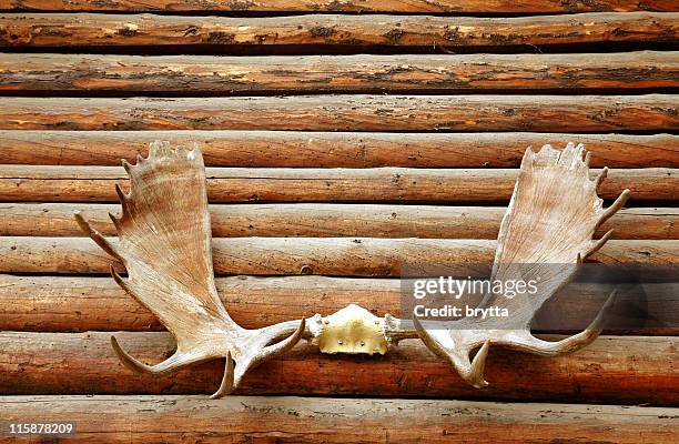 moose antler hanging on the logs of a wooden wall. - antlers stock pictures, royalty-free photos & images