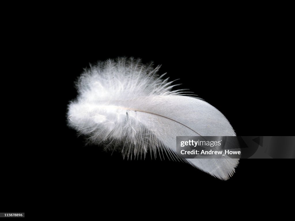 Einzelne White Feather