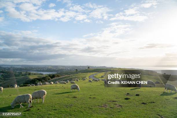 sheep herd in new zealand  in a landscape in the farm - new zealand rural stockfoto's en -beelden