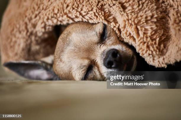 chihuahua sleeping underneath blanket on couch - short haired chihuahua fotografías e imágenes de stock