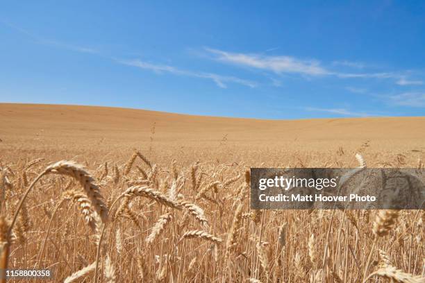 blue skies over wheat field, tensed, idaho, united states - tensed idaho stock pictures, royalty-free photos & images