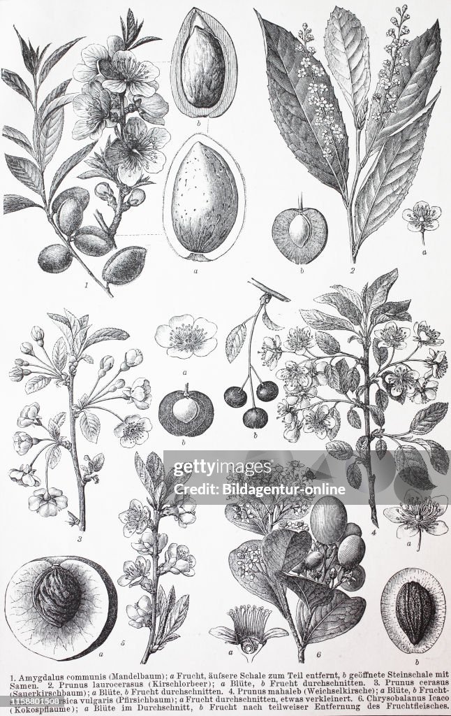 Various Rosids