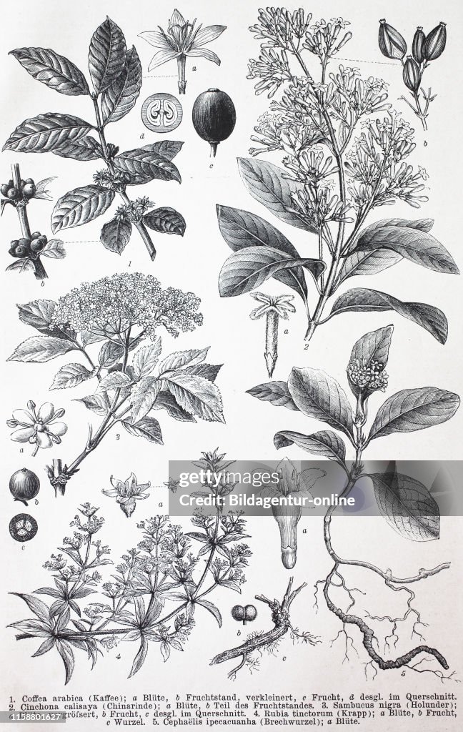 Various plants
