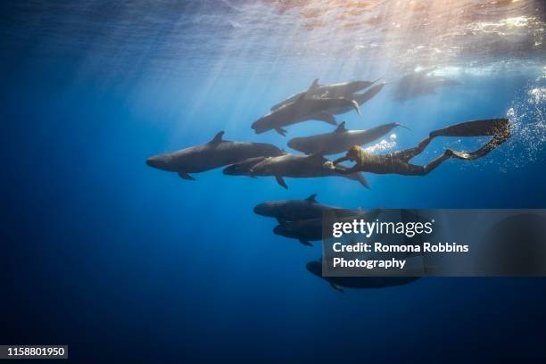 man free diving with false killer whales, revillagigedo islands, socorro, baja california, mexico - buceo de profundidad fotografías e imágenes de stock