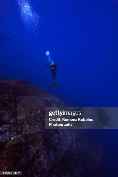 man free diving, revillagigedo islands, socorro, baja california, mexico - deep sea diving stockfoto's en -beelden