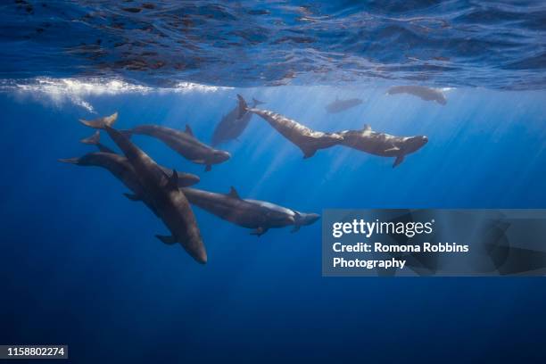 pod of false killer whales, revillagigedo islands, socorro, baja california, mexico - pod group of animals stock pictures, royalty-free photos & images