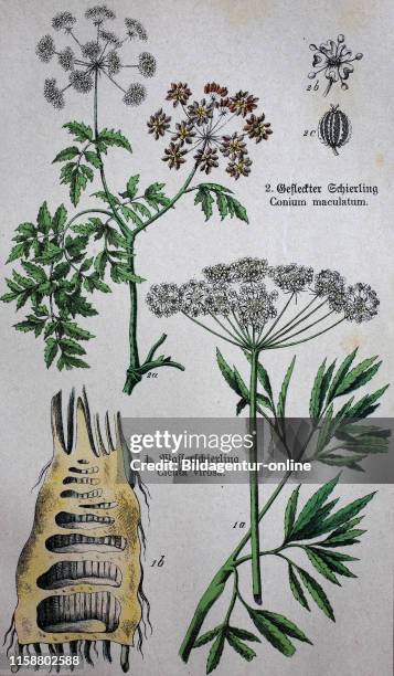 Digital improved reproduction, poisonous Apiaceae or Umbelliferae, Cicuta virosa, the cowbane or northern water hemlock, Conium maculatum, the...