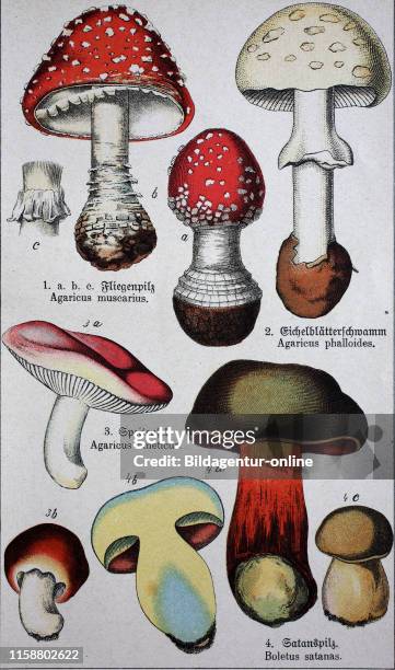 Digital improved reproduction, poisonous mushrooms, Amanita muscaria, commonly known as the fly agaric or fly amanita, Amanita phalloides, commonly...