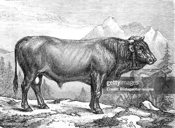 Digital improved reproduction, cattle breed, a bull from a swiss breed, Switzerland, Stier der schyzer Rasse, Schweiz, original print from the 19th...