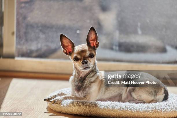 chihuahua relaxing on cushion - big ears stock pictures, royalty-free photos & images