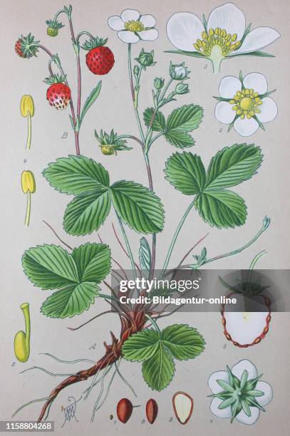 Digital improved high quality reproduction: Fragaria vesca, commonly called wild strawberry, woodland strawberry, Alpine strawberry, Carpathian...