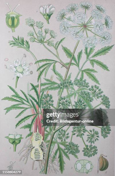 Digital improved high quality reproduction: Cicuta virosa, the cowbane or northern water hemlock, is a poisonous species of Cicuta.