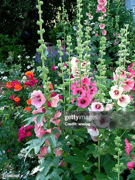 stockmalve country garden - stockrose stock-fotos und bilder