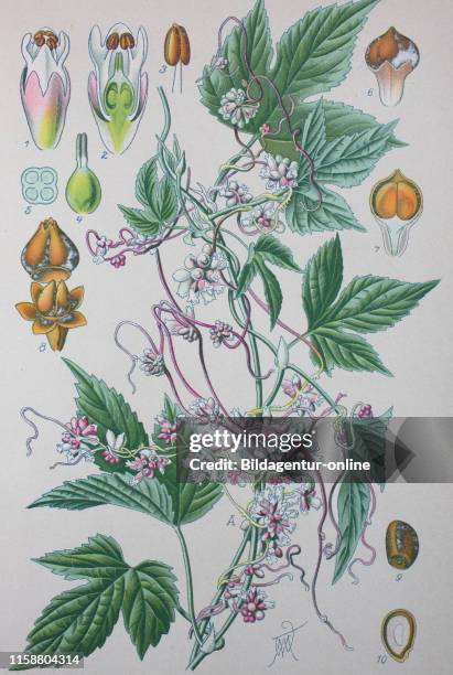 Native Dodder Parasitic Dodder Photos and Premium High Res Pictures - Getty Images