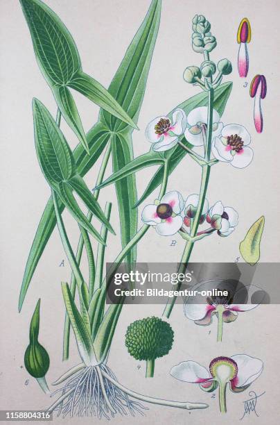Digital improved high quality reproduction: Sagittaria sagittifolia, also called arrowhead due to the shape of its leaves, is a flowering plant in...