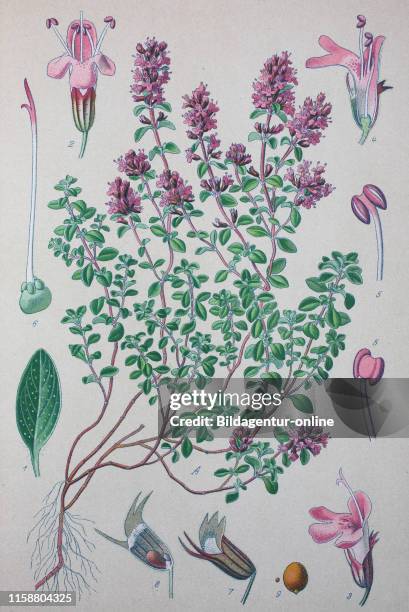 Digital improved high quality reproduction: Thymus serpyllum, known by the common names of Breckland thyme, Breckland wild thyme, wild thyme,...