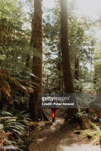 woman jogging in forest, queenstown, canterbury, new zealand - forest new zealand stock pictures, royalty-free photos & images