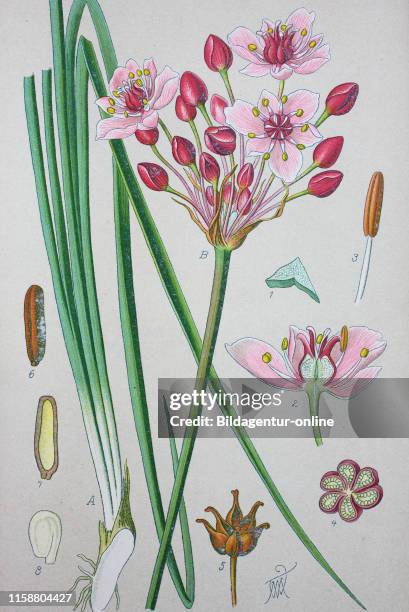 Digital improved high quality reproduction: Butomus umbellatus is the Old World Palearctic and Asian plant species in the family Butomaceae. Common...