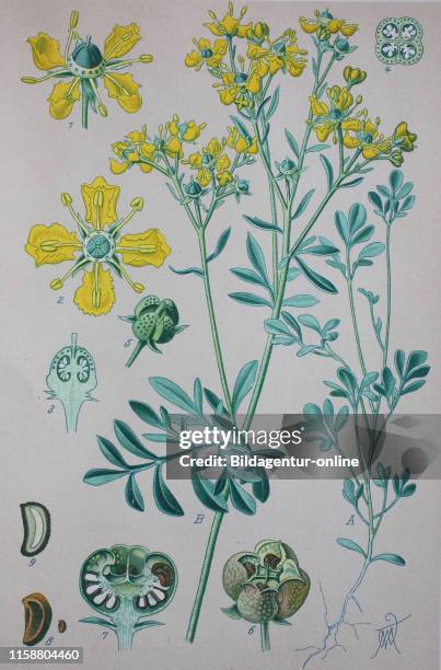 Digital improved high quality reproduction: Ruta graveolens, commonly known as rue, common rue or herb-of-grace, is a species of Ruta grown as an...