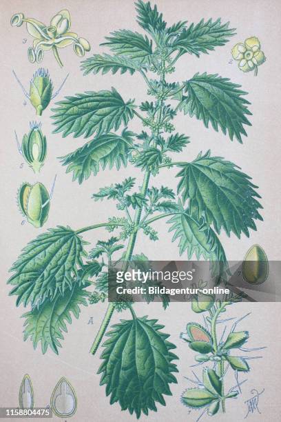 Digital improved high quality reproduction: Urtica urens, commonly known as annual nettle, dwarf nettle, small nettle, dog nettle or burning nettle,...