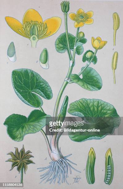 Digital improved high quality reproduction: Caltha palustris, known as marsh-marigold and kingcup, is a small to medium size perennial herbaceous...