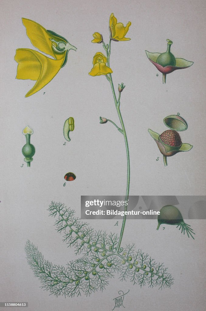 Digital improved high quality reproduction: Utricularia vulgaris