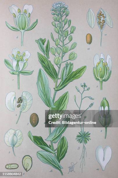 Digital improved high quality reproduction: Thlaspi arvense, known by the common name field pennycress, is a flowering plant in the cabbage family...