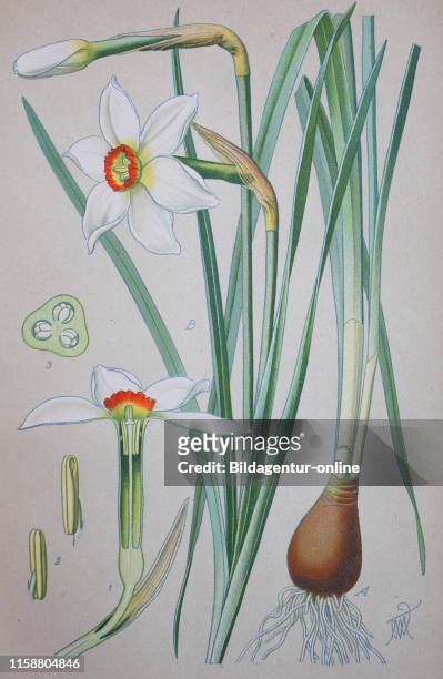 Digital improved high quality reproduction: Narcissus poeticus, poet's daffodil, poet's narcissus, nargis, pheasant's eye, findern flower, and...