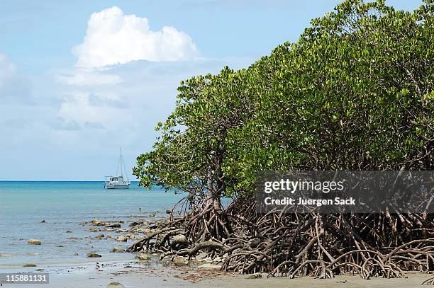 yacht et mangrove - bay tree photos et images de collection