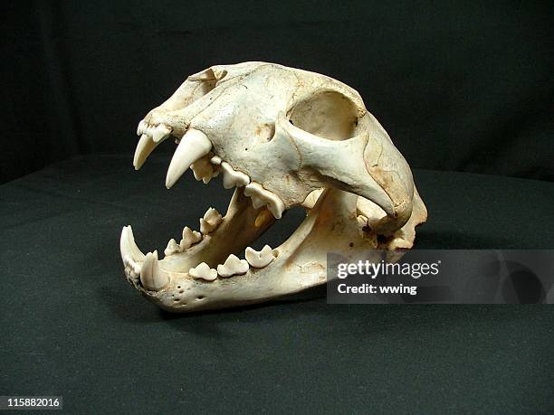 cougar schädel mit hund putzen - mammal stock-fotos und bilder