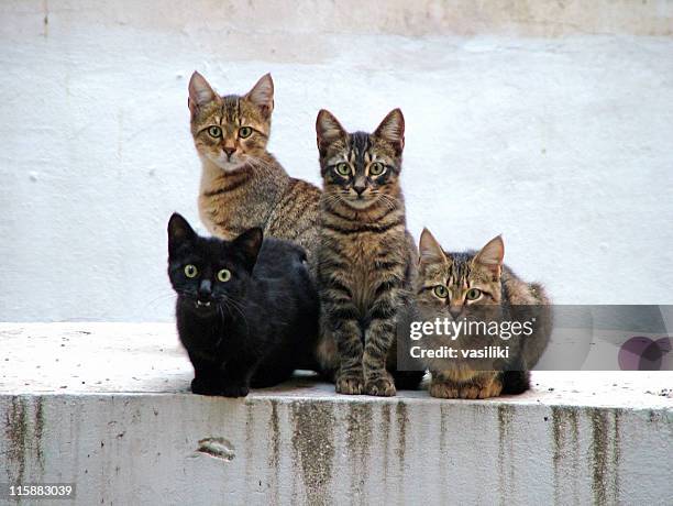 four kittens posing - vier dieren stockfoto's en -beelden