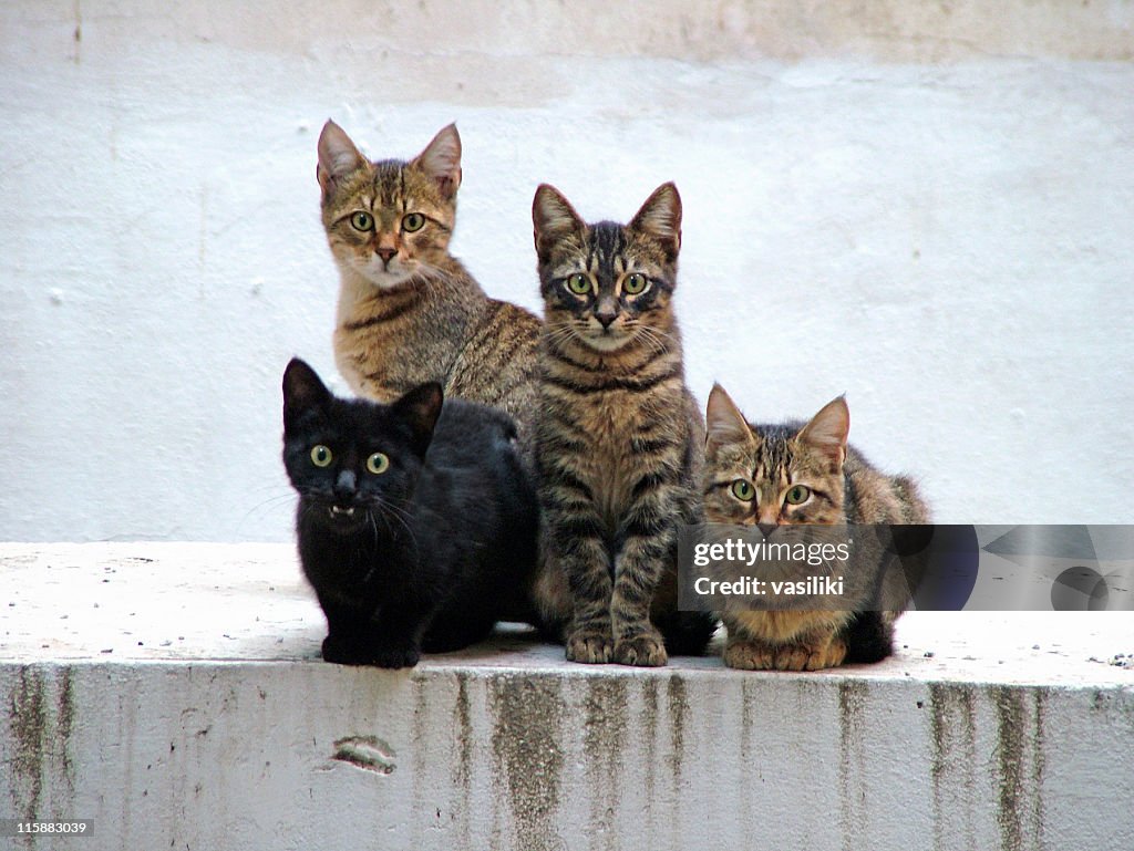 Four kittens posing