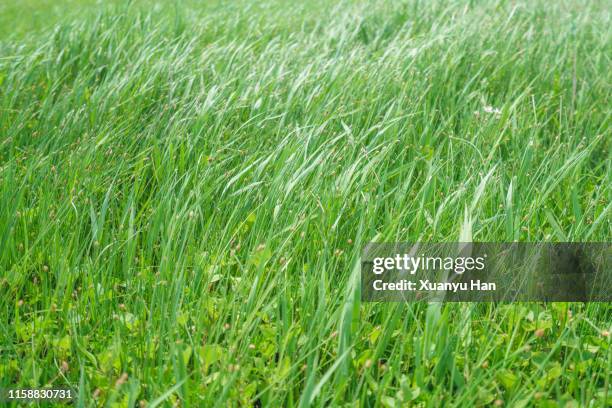 full frame shot of grass - lush lawn stock pictures, royalty-free photos & images