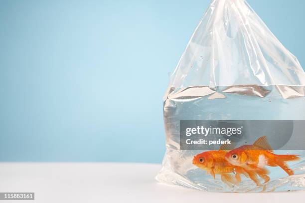 360 Gold Fish In A Bag Stock Photos, High-Res Pictures, and Images - Getty  Images