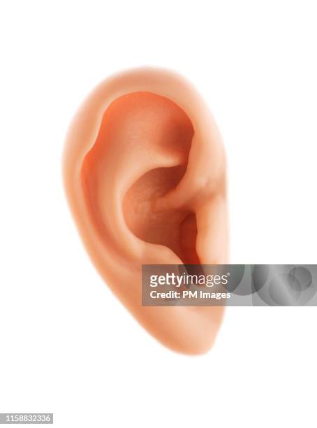 human ear - ear stock pictures, royalty-free photos & images