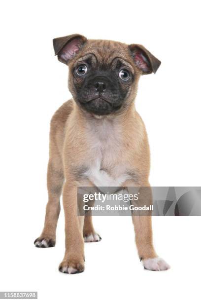 a very cute pug puppy looking at camera standing on a white backdrop - toy dog fotografías e imágenes de stock