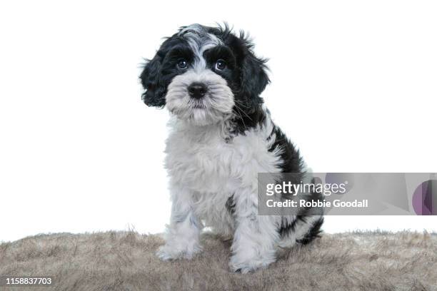 black and white cavalier king charles spaniel/poodle mix puppy looking at the camera sitting in front of a white backdrop - black poodle stockfoto's en -beelden