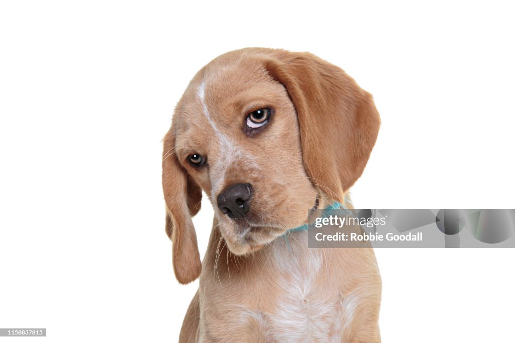 Headshot of a beaglier puppy looking at the camera on a white backdrop. The Beaglier is a cross between a Beagle and Cavalier Charles Spaniel.