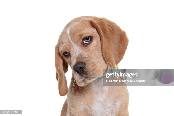 headshot of a beaglier puppy looking at the camera on a white backdrop. the beaglier is a cross between a beagle and cavalier charles spaniel. - dog looking up isolated stock pictures, royalty-free photos & images