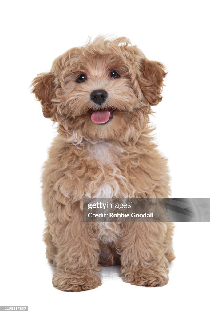 Gold coloured Cavalier King Charles Spaniel/Poodle mix puppy looking at the camera sitting in front of a white backdrop