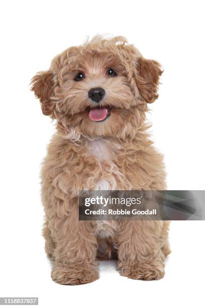 gold coloured cavalier king charles spaniel/poodle mix puppy looking at the camera sitting in front of a white backdrop - puppy imagens e fotografias de stock