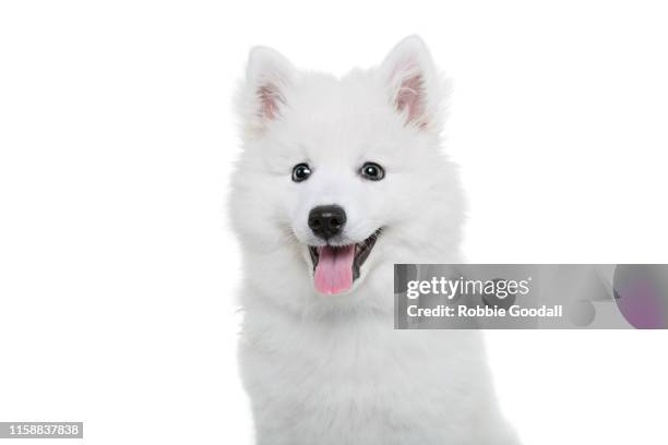 headshot of a japanese spitz puppy sitting on a white backdrop looking at the camera. - spitz type dog stock pictures, royalty-free photos & images