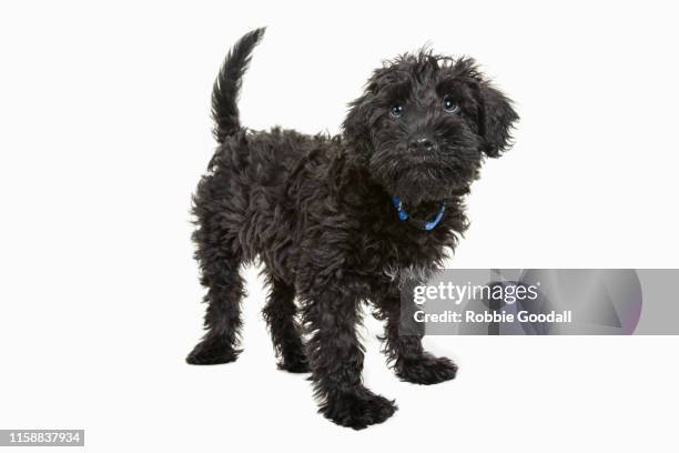 black cavalier king charles spaniel/poodle mix puppy looking at the camera standing in front of a white backdrop - black poodle stockfoto's en -beelden