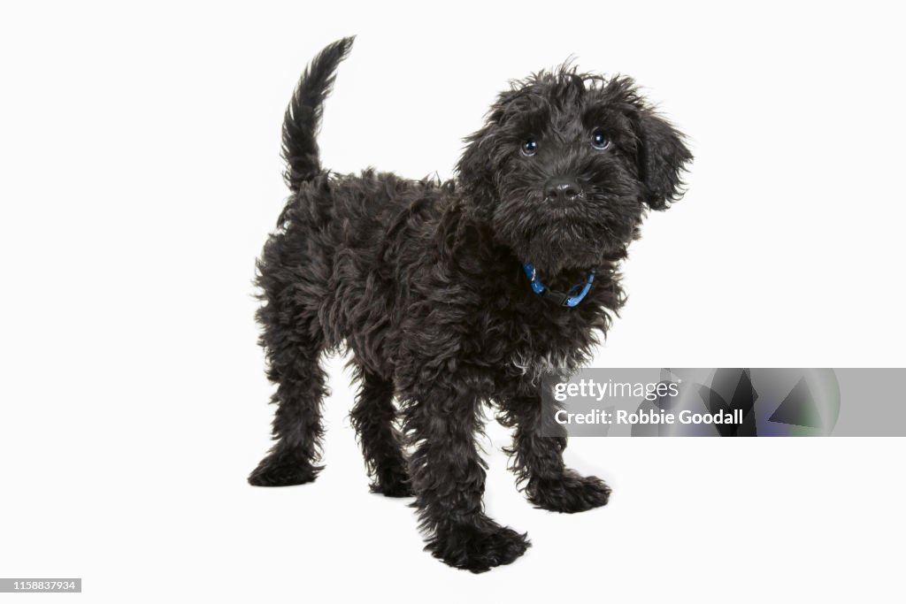 Black Cavalier King Charles spaniel/Poodle mix puppy looking at the camera standing in front of a white backdrop