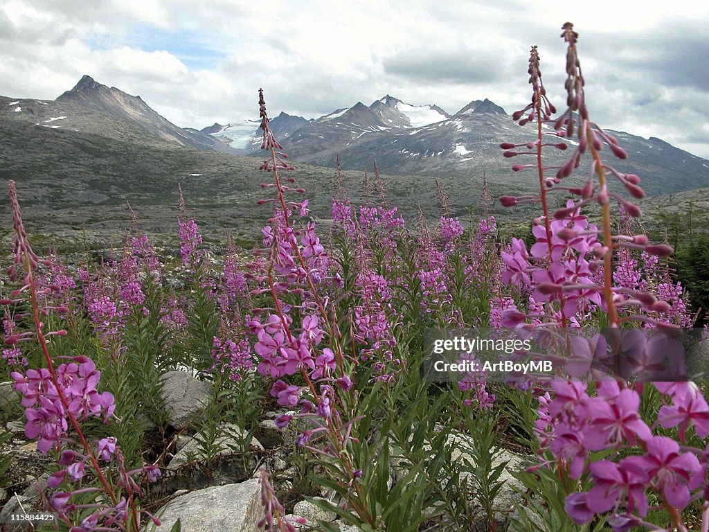 Feuerkraut in Alaska