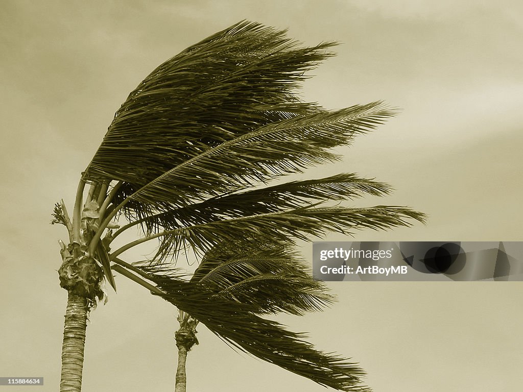 Hurricane palms 2 Sepia