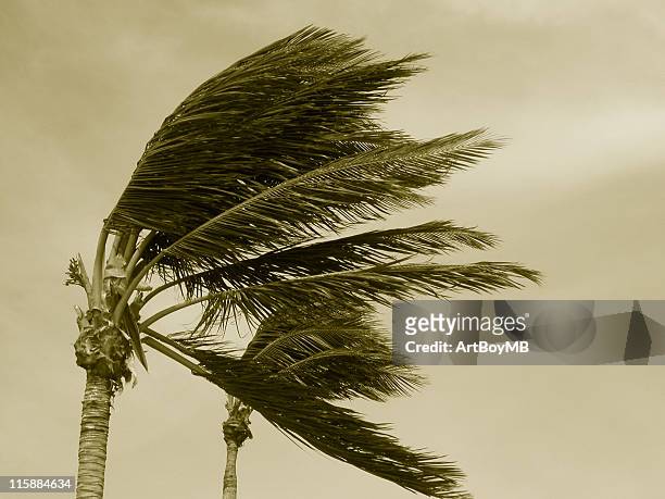 hurricane palms 2 sepia - broken tree stock pictures, royalty-free photos & images
