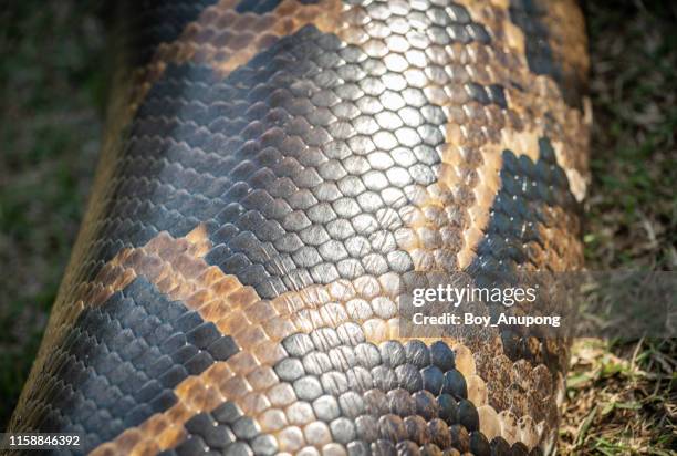 128 Python Floor Stock Photos, High-Res Pictures, and Images - Getty Images