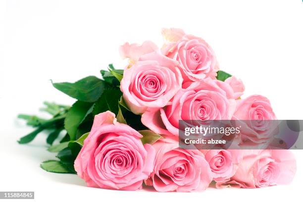 rosas rosa isolado sobre um fundo branco - roses imagens e fotografias de stock