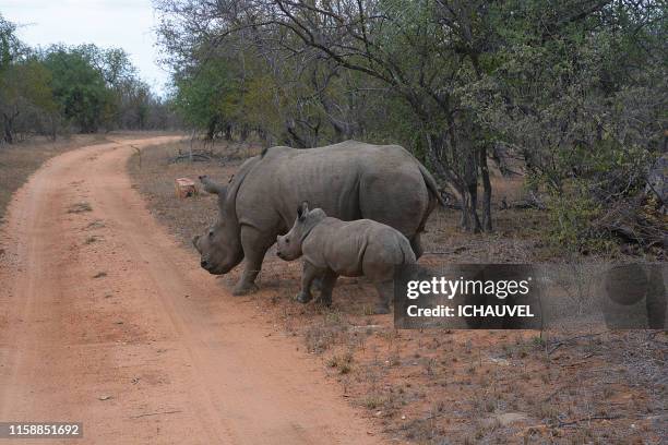 baby rhino south africa - limpopo province stock pictures, royalty-free photos & images
